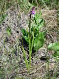 Anacamptis laxiflora subspecies elegans. Зацветающее растение. Украина, Херсонская обл., Голопристанский р-н, о-в Тендровская Коса, северо-западная часть. 27 мая 2007 г.
