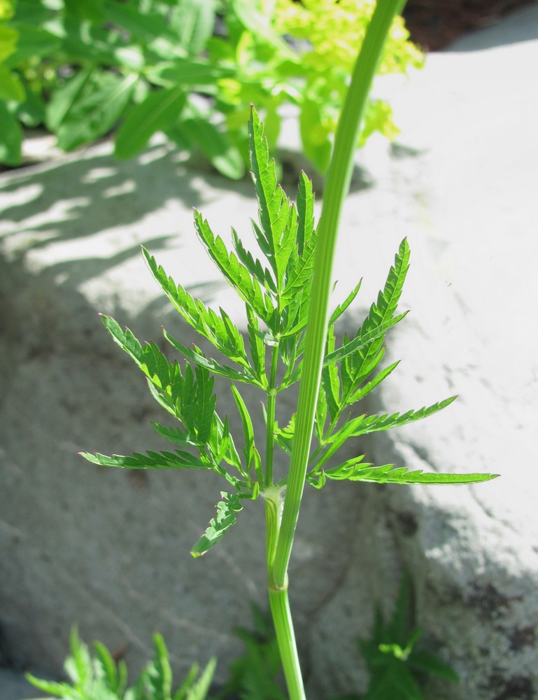 Изображение особи Chaerophyllum rubellum.