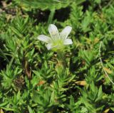 Minuartia imbricata