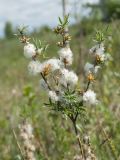 Salix rosmarinifolia. Ветвь с соплодиями со зрелыми плодами и рассеивающимися семенами. Ленинградская обл., Гатчинский р-н, окр. пос. Пудость, сырой луг в старом травертиновом карьере. 04.06.2016.