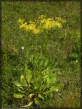 Senecio schwetzowii