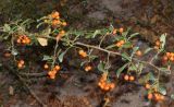 Pyracantha coccinea