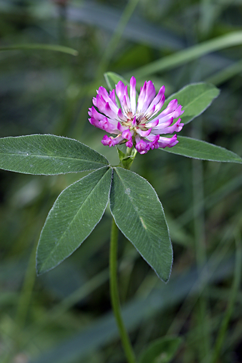 Изображение особи Trifolium medium.