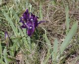 Iris pumila