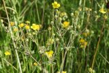 Potentilla argentea