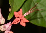 Clerodendrum splendens