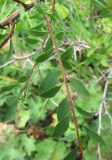 Spiraea crenata