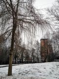 Populus × rasumowskiana. Ствол и характерные свисающие ветви зимой. Москва, в культуре. 21.12.2017.