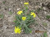 Senecio vernalis