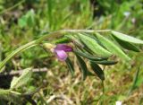 Vicia lathyroides