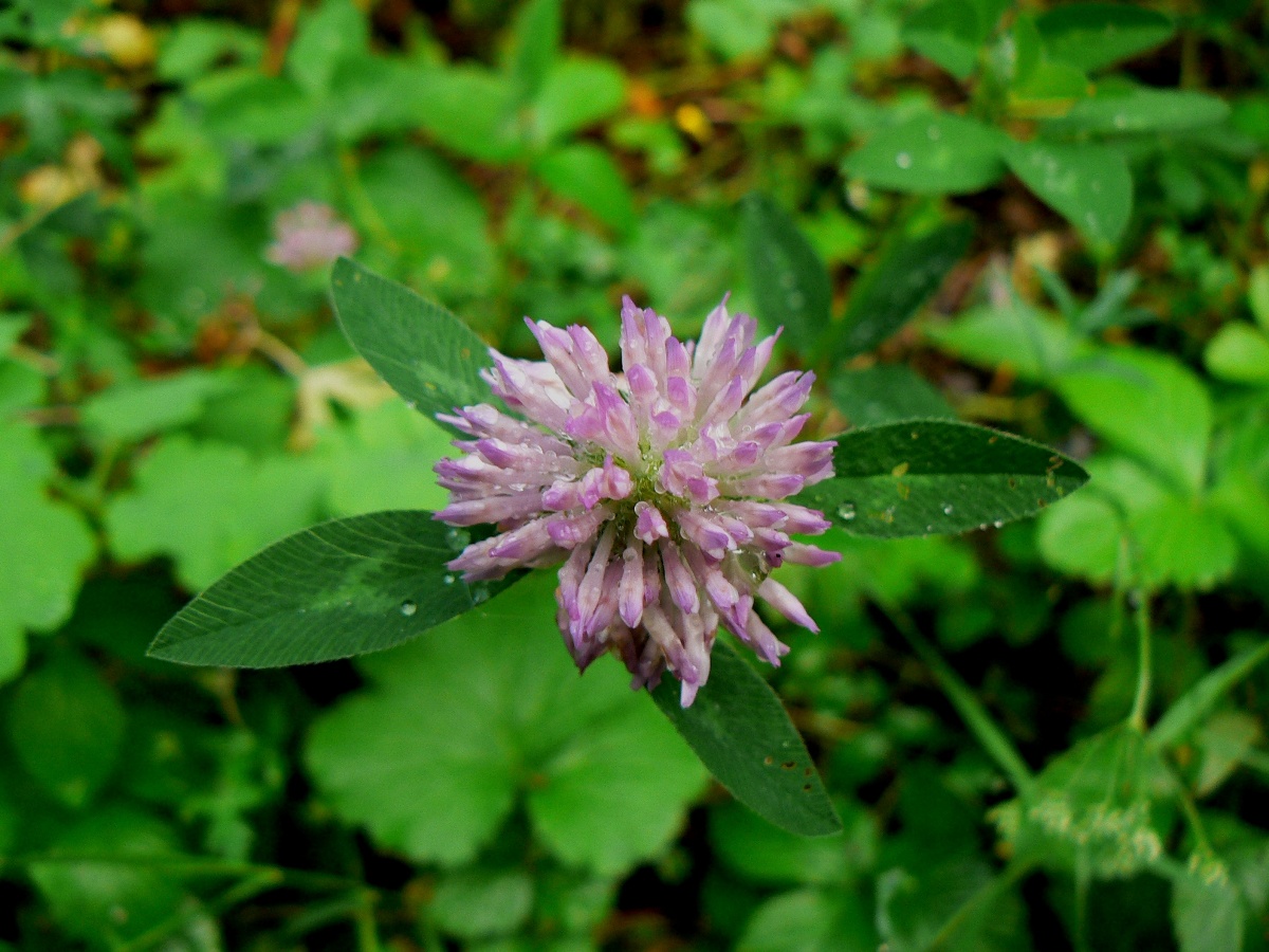 Image of Trifolium pratense specimen.