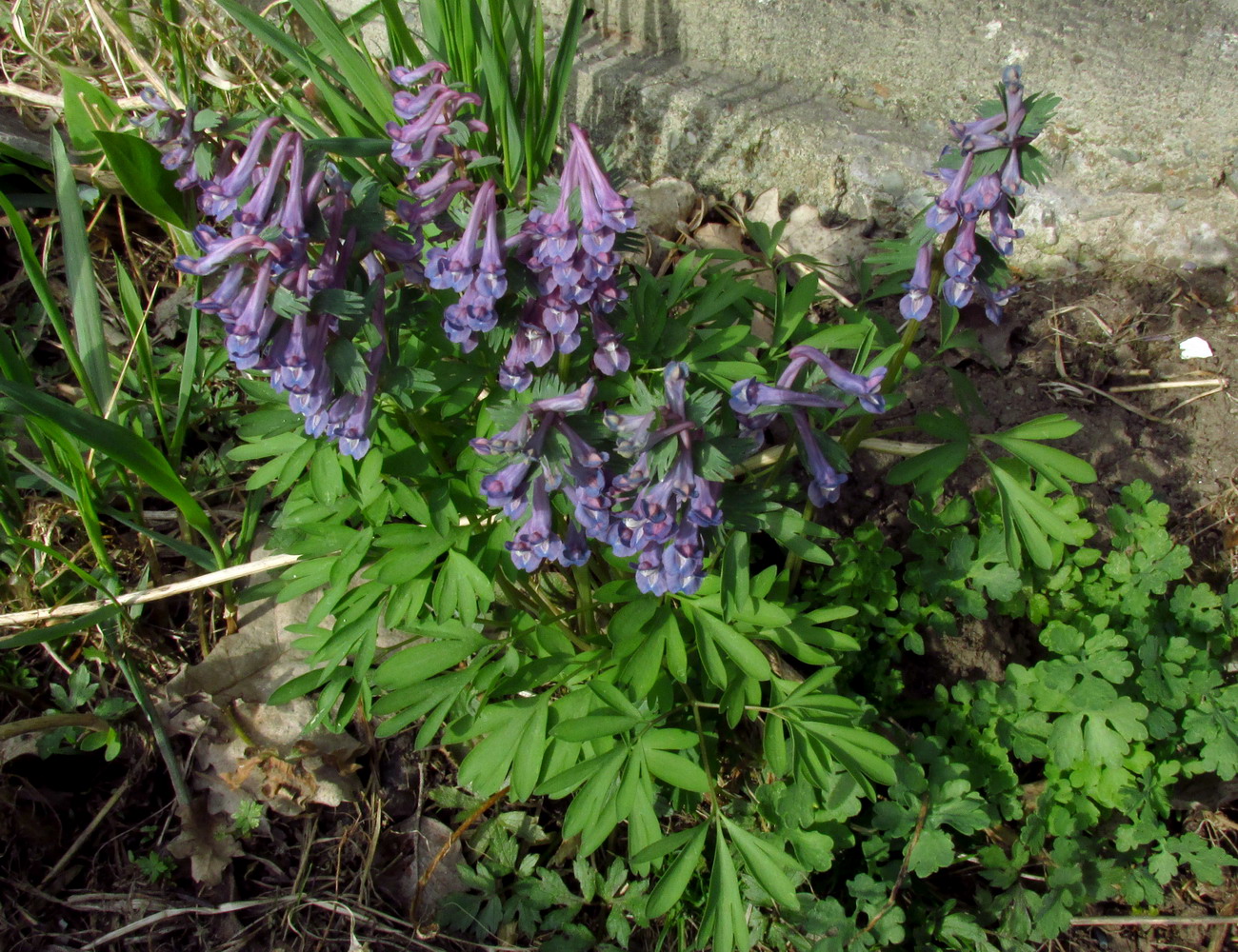 Изображение особи Corydalis nidus-serpentis.