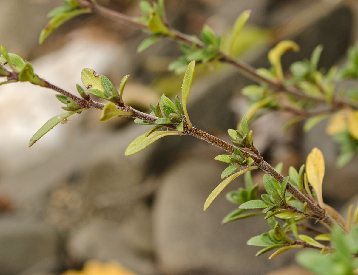 Изображение особи Thymus guberlinensis.