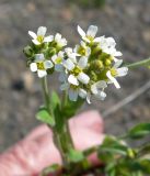 род Draba. Соцветия. Чукотка, Чаунский р-н, г. Певек, зеленая зона между микрор-нами. 14.06.2018.