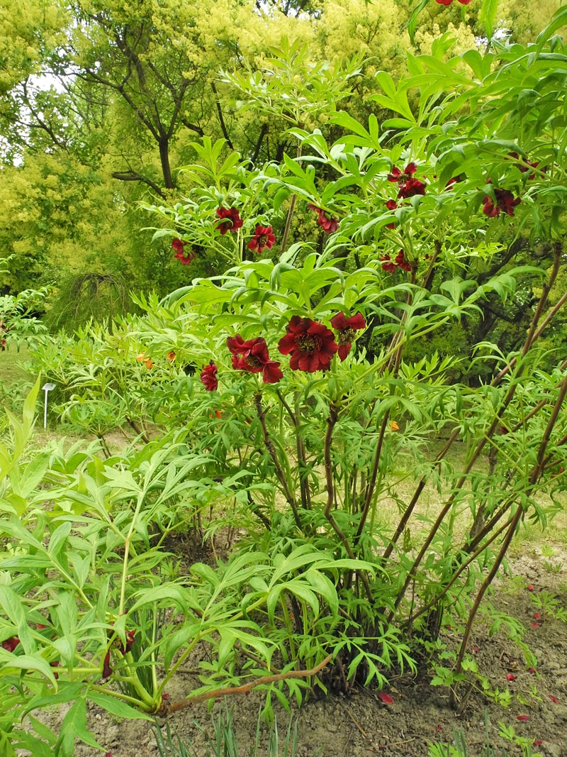 Изображение особи Paeonia delavayi.