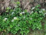 Ligusticum scoticum. Цветущие и плодоносящие растения. Архангельская обл., Приморский р-н, окр. дер. Солза, побережье Белого моря. 08.07.2013.