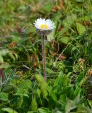 Erigeron eriocephalus. Цветущее растение. Берингово море, Карагинский зал., о. Верхотурова, тундра. 30.06.2018.