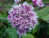 Eupatorium glehnii