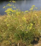 Peucedanum ruthenicum