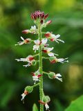 Circaea lutetiana ssp. quadrisulcata