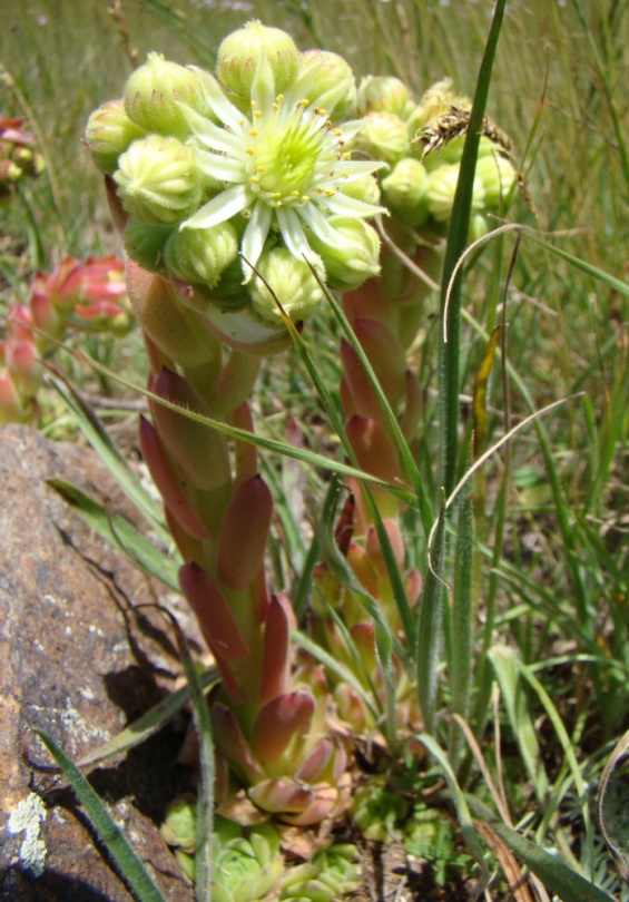 Изображение особи Sempervivum transcaucasicum.