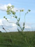 Thalictrum lucidum