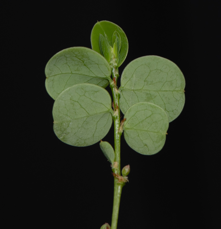 Изображение особи род Phyllanthus.