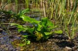 Nuphar lutea. Цветущее и вегетирующее растения. Кировская обл., Афанасьевский р-н, Ичетовкинское сельское поселение, окр. дер. Порубово, долина р. Кама, прибрежное мелководье. 25 июля 2021 г.