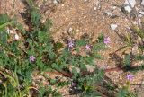 Erodium cicutarium