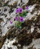 Viola somchetica. Цветущее растение на скале. Азербайджан, Кубинский р-н, ущелье р. Кудиалчай. 21.04.2010.
