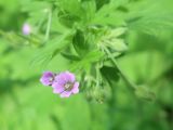 Geranium pusillum