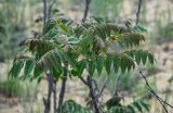 Ailanthus altissima