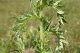 Cirsium pugnax