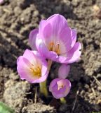 Colchicum speciosum. Цветки. Московская обл., Можайский гор. округ, дер. Бородино, в культуре. 01.09.2012.