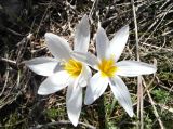 Crocus alatavicus