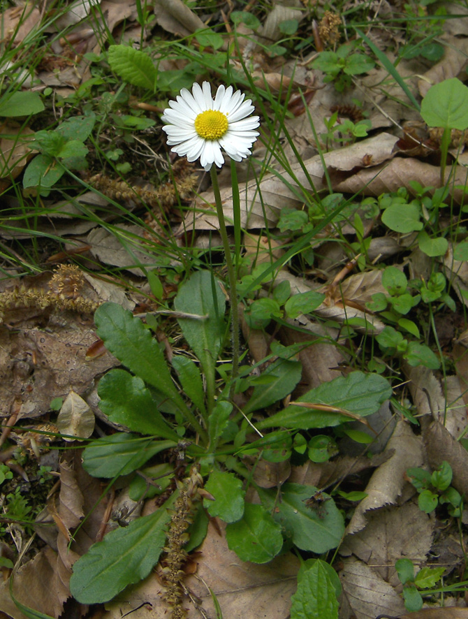 Изображение особи Bellis perennis.