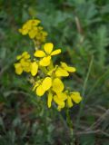 Erysimum cuspidatum. Верхушка побега с соцветием. Крым, гора Северная Демерджи. 2 июня 2012 г.