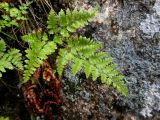 Dryopteris chinensis. Вайя. Приморский край, Находкинский городской округ, окр. пос. Врангель, на скале. 06.07.2012.