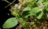 Prunella vulgaris