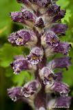 Orobanche pubescens