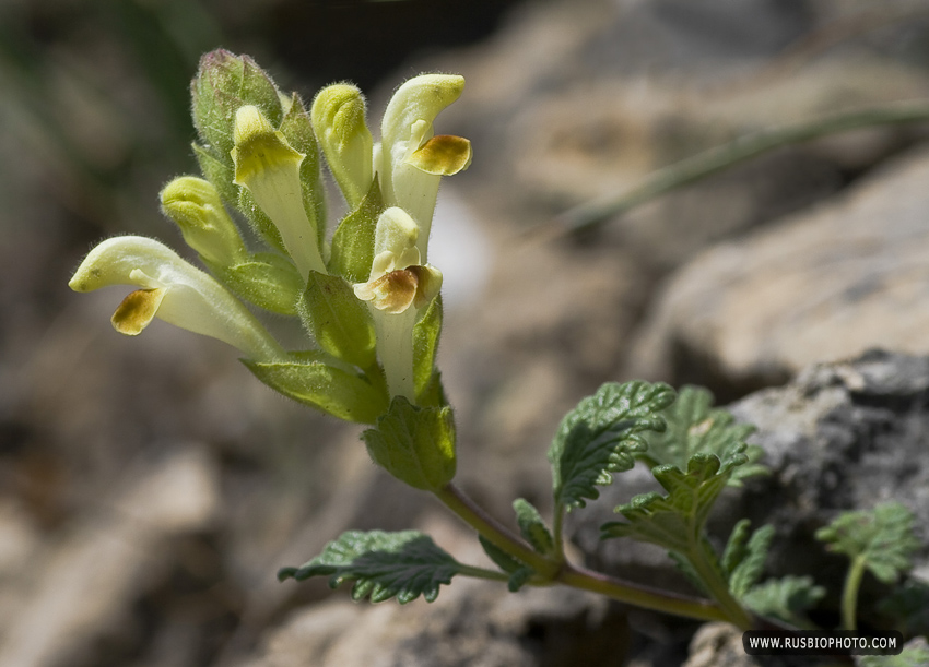 Изображение особи Scutellaria orientalis.