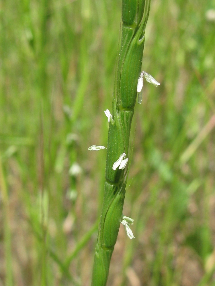 Изображение особи Aegilops cylindrica.