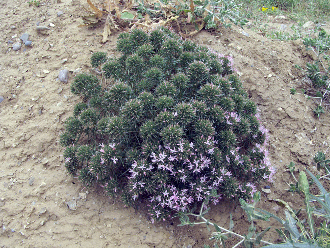 Изображение растения Acanthophyllum subglabrum.