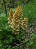 Orobanche grossheimii. Цветущее растение, паразитирующее на Cephalaria sp. Карачаево-Черкесия, Теберда, гора Лысая. 29.05.2013.