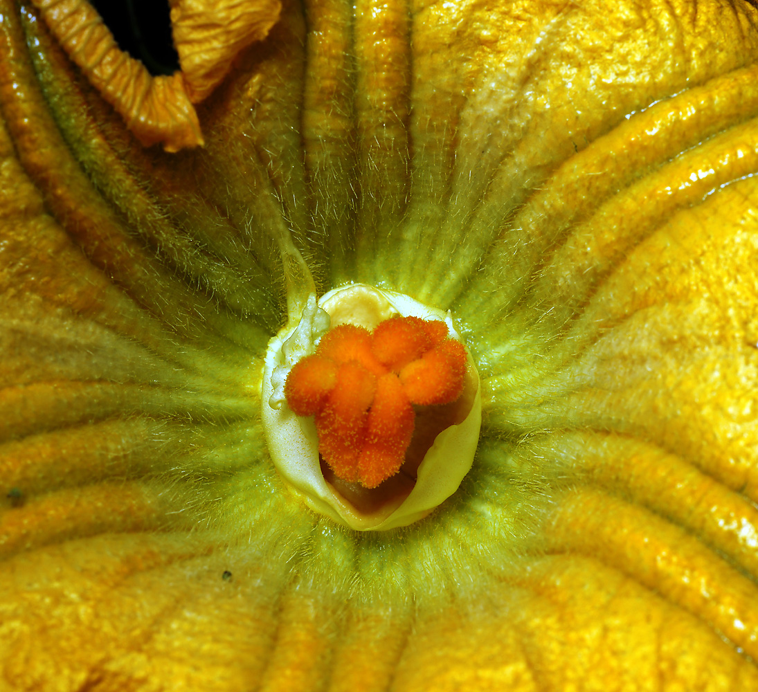 Image of Cucurbita pepo specimen.