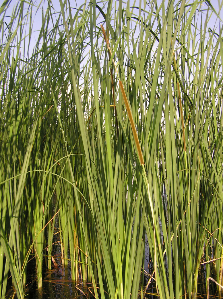 Изображение особи Typha angustifolia.