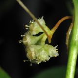 Cuscuta campestris