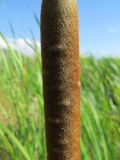 Typha angustifolia