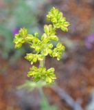 Patrinia sibirica. Соплодие. Иркутская обл., западное побережье Байкала, к северу от базы \"Чара\", залесенный каменистый склон. 05.07.2014.