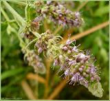 Mentha longifolia. Часть соцветия. Чувашия, г. Шумерля. 31 июля 2009 г.